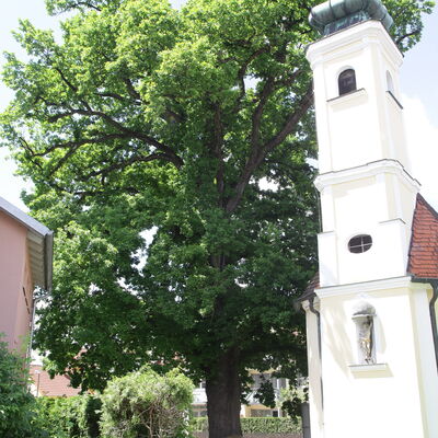 Bild vergr��ern: Eiche an der Sebastianskapelle