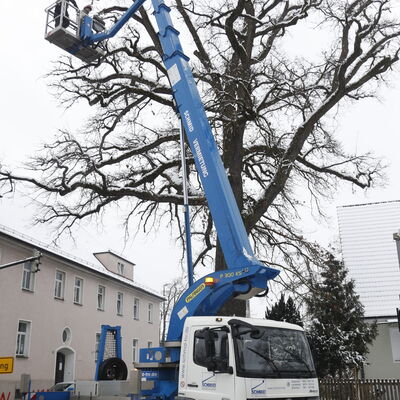 Bild vergr��ern: Baumpflege